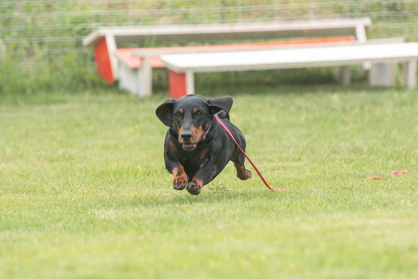 Feier Eröffnung neuer Standort bei der Hundeschule Hexenhof
