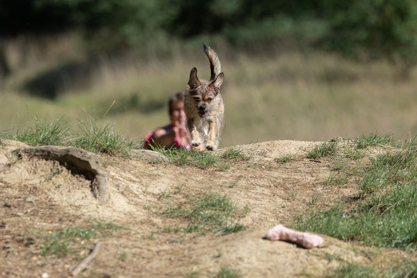 Train and Shoot - Dummytraining mit der Obedient Dog Hundeschule