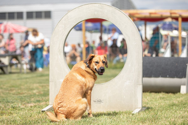 Feier Eröffnung neuer Standort bei der Hundeschule Hexenhof