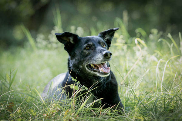 10-jähriges Jubiläum Obedient Dog Hundeschule