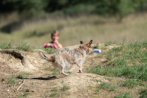 Train and Shoot - Dummytraining mit der Obedient Dog Hundeschule
