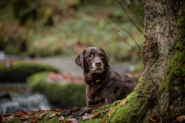 Photowalk mit der Obedient Dog Hundeschule