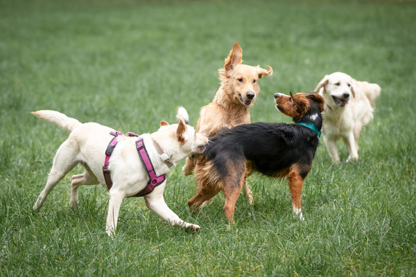 Photowalk mit der Obedient Dog Hundeschule