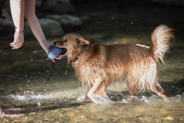 Train and Shoot - Dummytraining mit der Obedient Dog Hundeschule