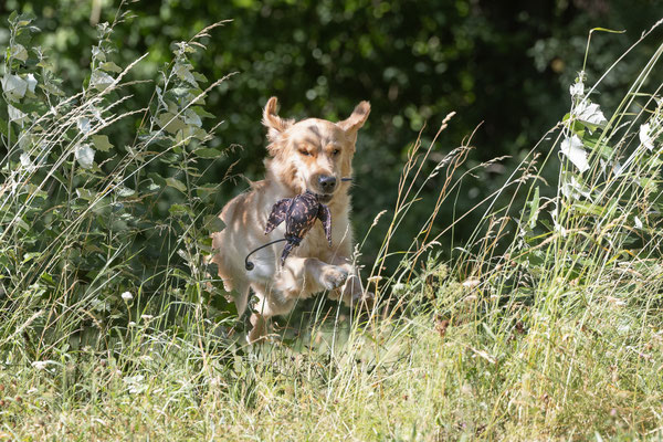 Train and Shoot - Dummytraining mit der Obedient Dog Hundeschule