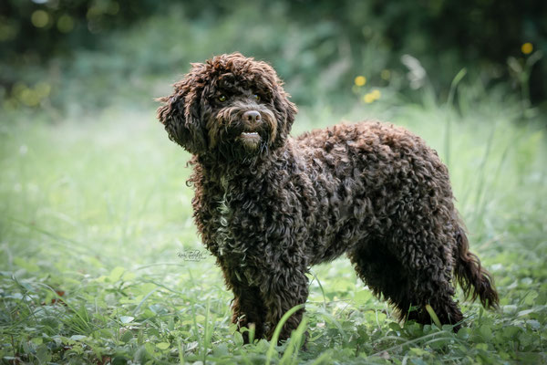 10-jähriges Jubiläum Obedient Dog Hundeschule