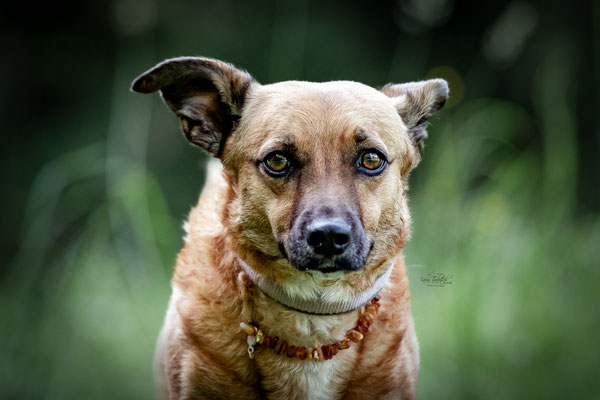 10-jähriges Jubiläum Obedient Dog Hundeschule