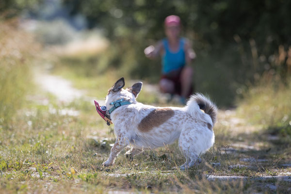 Train and Shoot - Dummytraining mit der Obedient Dog Hundeschule