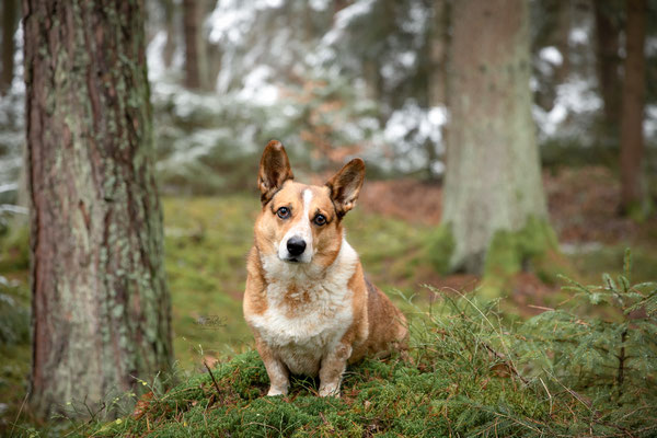 Photowalk mit der Obedient Dog Hundeschule