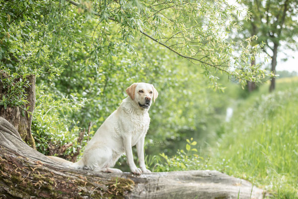 Photowalk mit der Obedient Dog Hundeschule