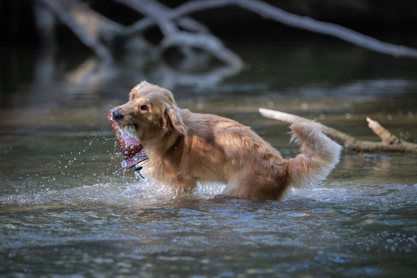 Train and Shoot - Dummytraining mit der Obedient Dog Hundeschule