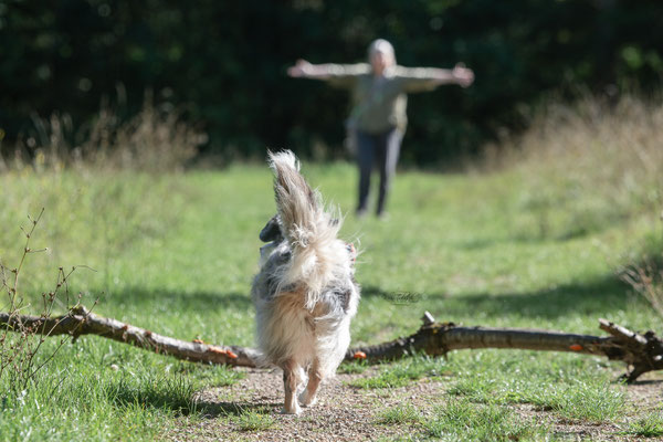 Train and Shoot - Dummytraining mit der Obedient Dog Hundeschule