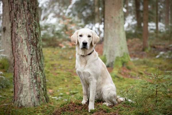 Photowalk mit der Obedient Dog Hundeschule