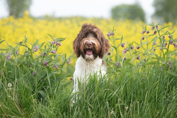 Photowalk mit der Obedient Dog Hundeschule