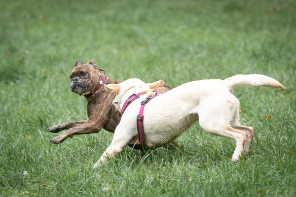 Photowalk mit der Obedient Dog Hundeschule