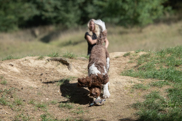 Train and Shoot - Dummytraining mit der Obedient Dog Hundeschule