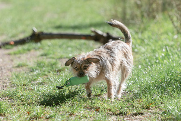 Train and Shoot - Dummytraining mit der Obedient Dog Hundeschule