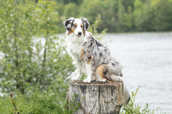 Photowalk mit der Obedient Dog Hundeschule