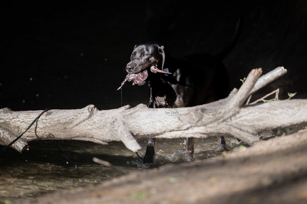 Train and Shoot - Dummytraining mit der Obedient Dog Hundeschule