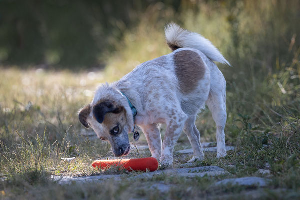 Train and Shoot - Dummytraining mit der Obedient Dog Hundeschule