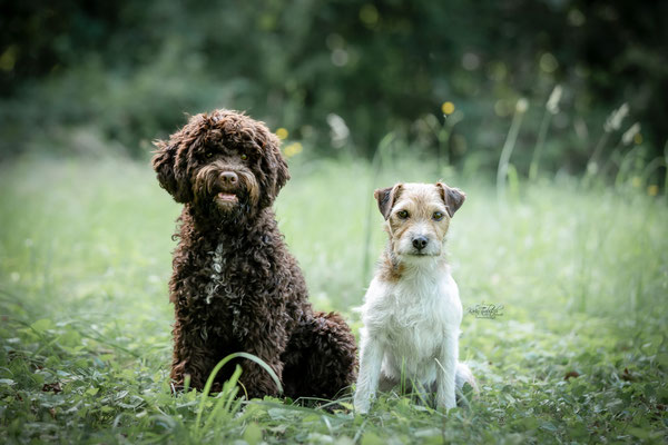 10-jähriges Jubiläum Obedient Dog Hundeschule
