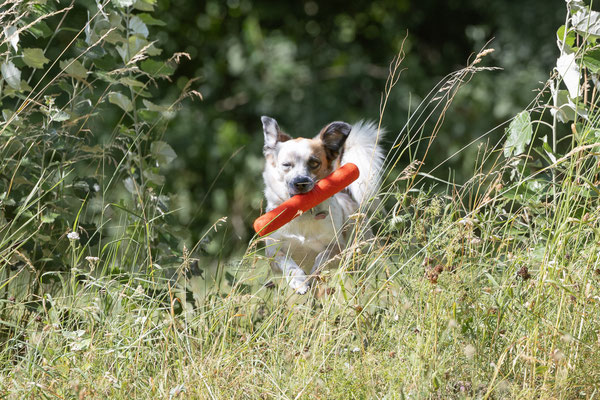 Train and Shoot - Dummytraining mit der Obedient Dog Hundeschule