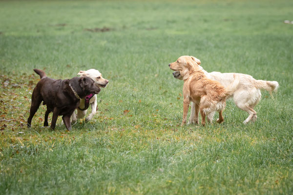 Photowalk mit der Obedient Dog Hundeschule