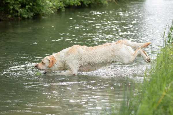 Photowalk mit der Obedient Dog Hundeschule