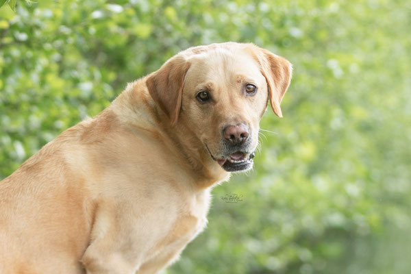 Photowalk mit der Obedient Dog Hundeschule