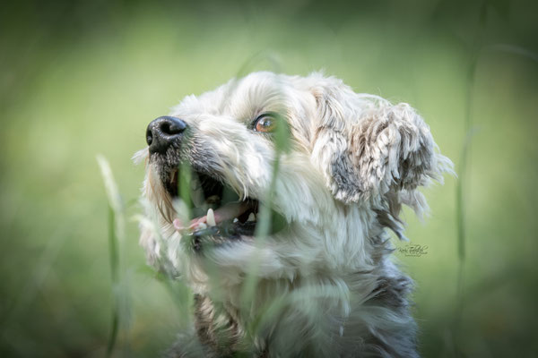 10-jähriges Jubiläum Obedient Dog Hundeschule