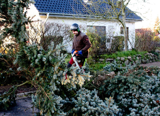 Fällung mittels Seilkelltertechnik