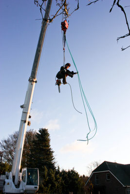 Baumpflege mittels Seilklettertechnik und Kran
