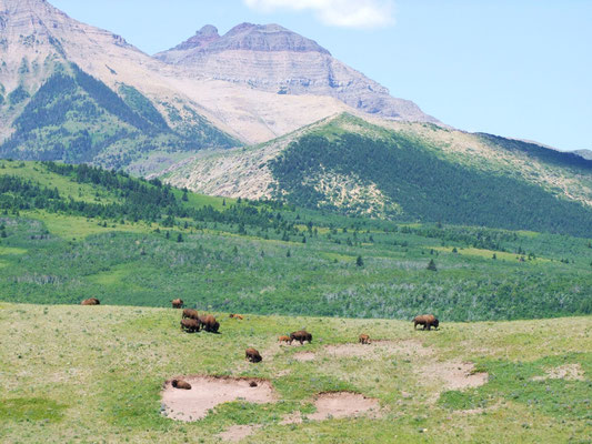 Herd of buffalo grazing in Waterton Lakes National Park, © Laurie Shannon