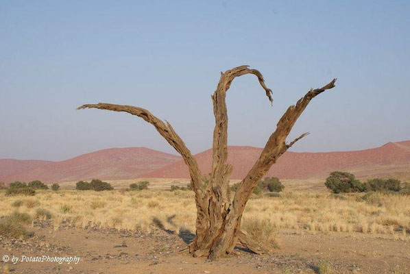 Sossusvlei