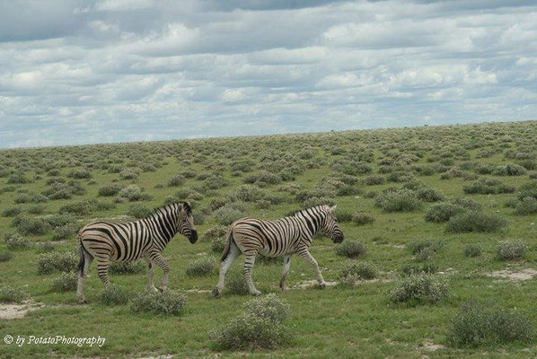 Zebras in Etosha