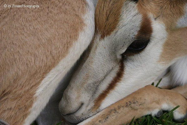 Daisy a young springbok