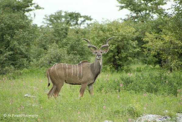 Kudu in Etosha