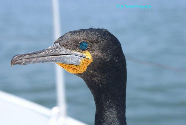 Cormorant in Namibia Walvis bay