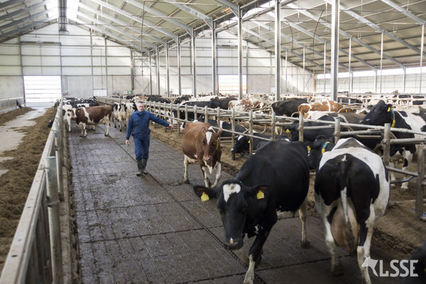 Live demonstratie Low Stress Stockmanship
