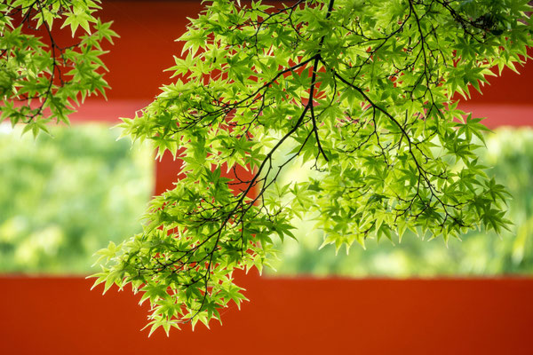 賀茂神社の真っ赤な鳥居も新緑に彩られます。