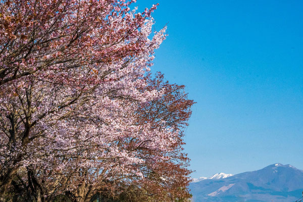 長命館公園の桜と泉ヶ岳。残雪が多く残るのは舟形？