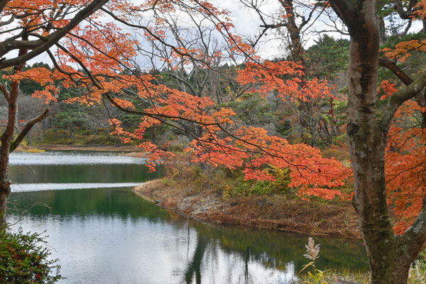 沼に張り出す紅葉。水とよくマッチしています。