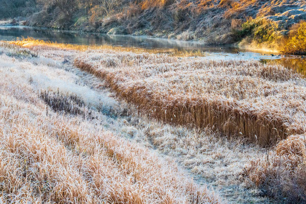 河原の蘆原は霜がびっしりです。