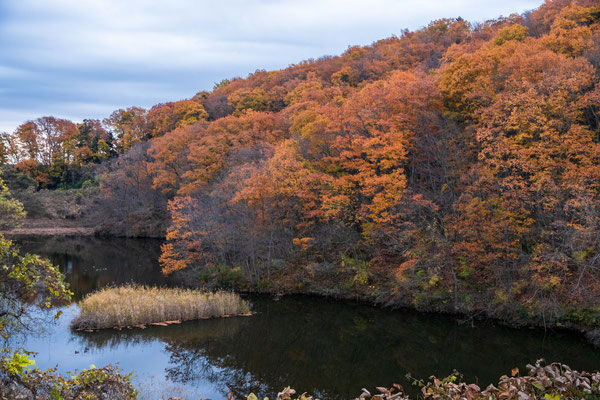秋が深まった長命館公園と長命沼。11月半ば過ぎです。もうすぐ冬鳥が多くなる沼。