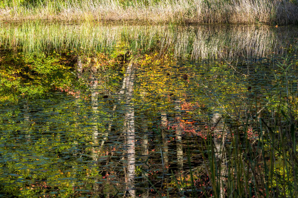 苔沼に映る周りの紅葉。水面の微小なざわめきが印象的な映り込みを作っていました。
