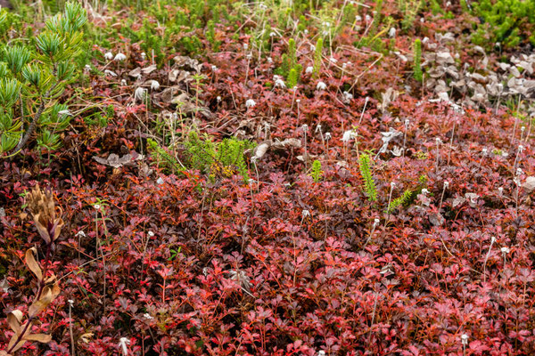 初夏は可憐なチングルマの群生で有名な御田の神湿原。チングルマの紅葉です。