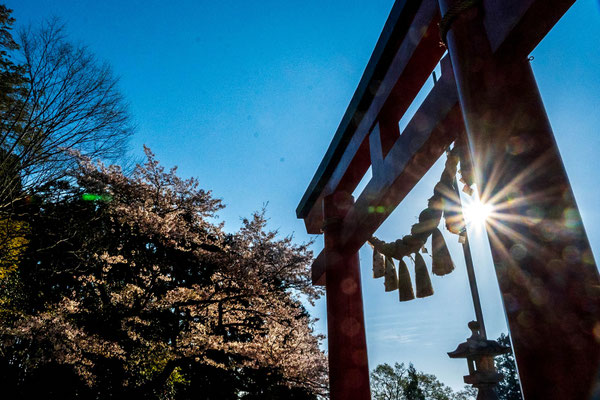 桜咲くころには賀茂神社にそそぐ朝日も強い光となってきました。
