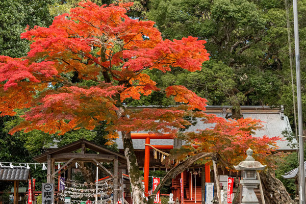 参道から本殿を。あの鳥居の向こうに上賀茂神社と下賀茂神社があります。