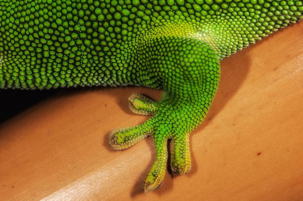 Phelsuma grandis2 - Gecko