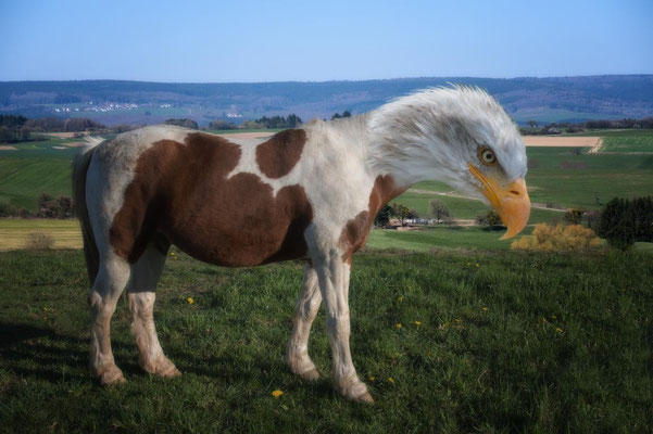Mein Schreiseepferdchen